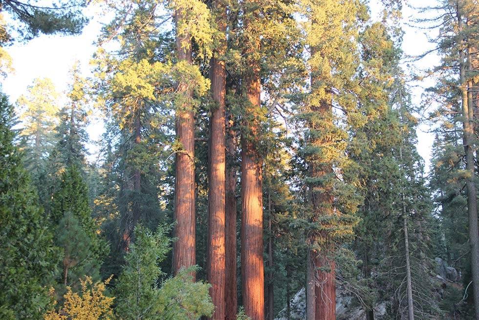 John Muir Lodge Hume Esterno foto